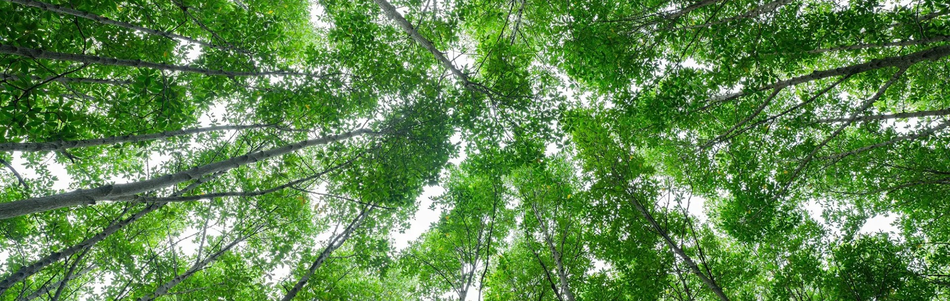 trees